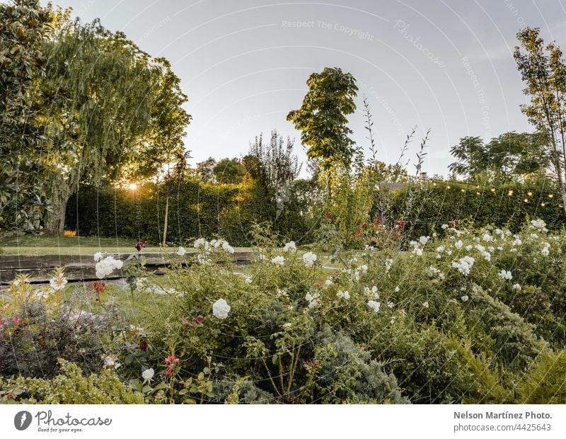 Grüner Garten mit weißen Blumen im Sonnenuntergang Pflanzen grün Natur Gartenpflanzen natürlich Himmel Gartenblumen heimwärts im Freien Tageslicht Sommer