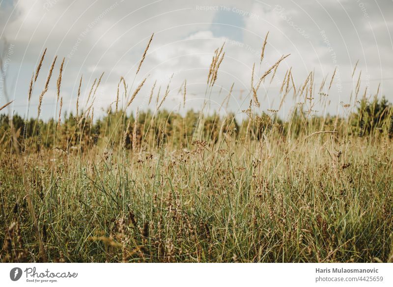 Wiese Feld von Gras und Himmel anpassungsfähig Abenteuer Hintergrund Bambus Bär schön hell Rohr Rohrstock China Wolken Landschaft Umwelt Feld mit Ohren Garten