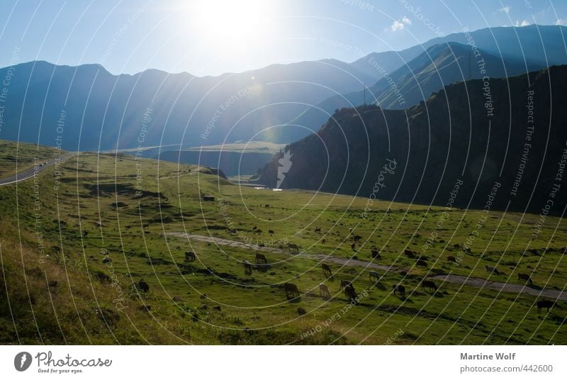 beautiful Georgia Ferien & Urlaub & Reisen Ausflug Ferne Freiheit Natur Landschaft Wiese Berge u. Gebirge Kaukasus Weide Kreuzpass Georgien Europa Asien Kuh