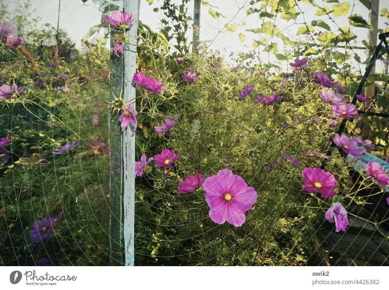 Wildes Treiben Cosmea Blumen Blüten blühend Sommer leuchtend leuchtende Farben Menschenleer Außenaufnahme Schwache Tiefenschärfe Detailaufnahme Pflanze Natur