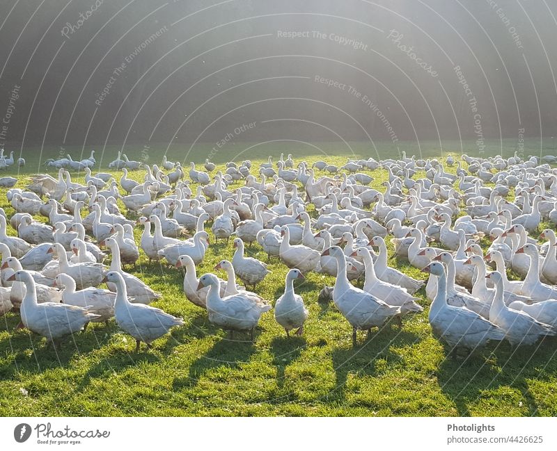 Gänse in Freilandhaltung Gans Umwelt Tier Vogel Natur Außenaufnahme Farbfoto Freiheit Tiergruppe Wildtier Menschenleer frei fliegen Vögel Zusammensein Bewegung