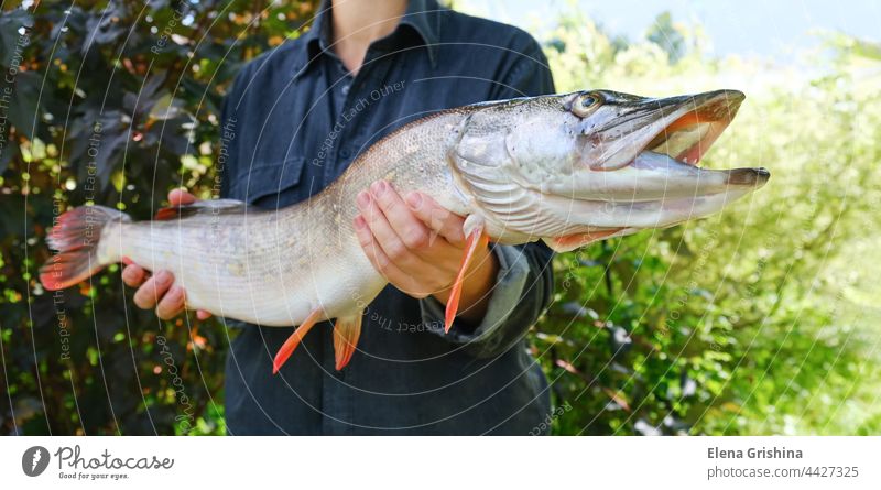 Frau mit großem schönem Hecht in den Händen. Erfolg beim Hechtangeln. Nahaufnahme. Fischen riesig Hand Fischer Fluss Natur Hintergrund Beteiligung Angler