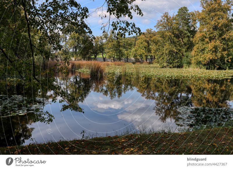 Silent Reflections See Teich Bäume Garten Park Lustgarten Reflexion & Spiegelung Landschaft Natur Baum Wald Umwelt Wasser Außenaufnahme Menschenleer ruhig