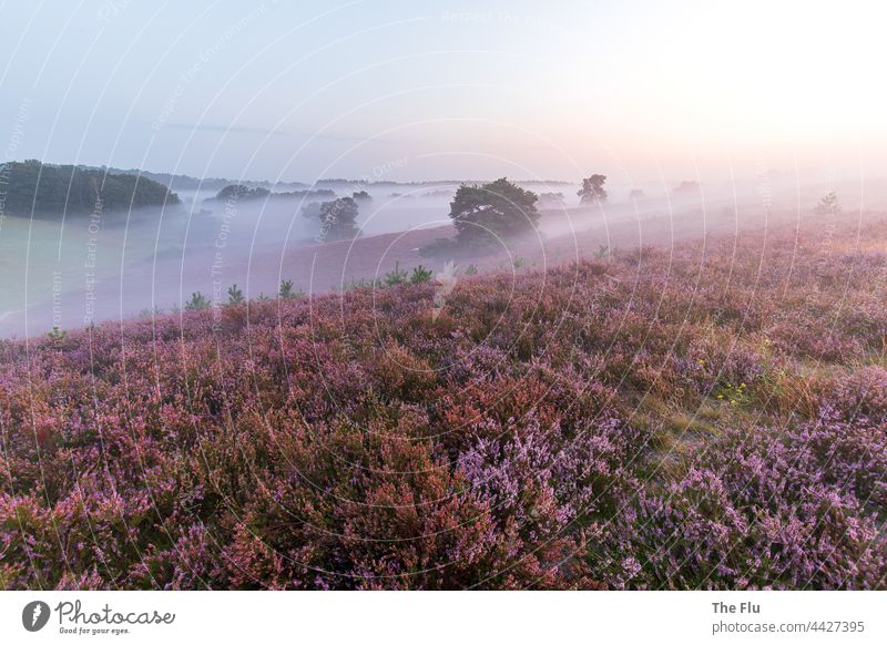 Brunssumerheide im Morgennebel Nebel Nebelschleier Nebelstimmung Menschenleer Nebelbank Nebeldecke Heidekrautgewächse Heidelandschaft lila Blühend Wald grün