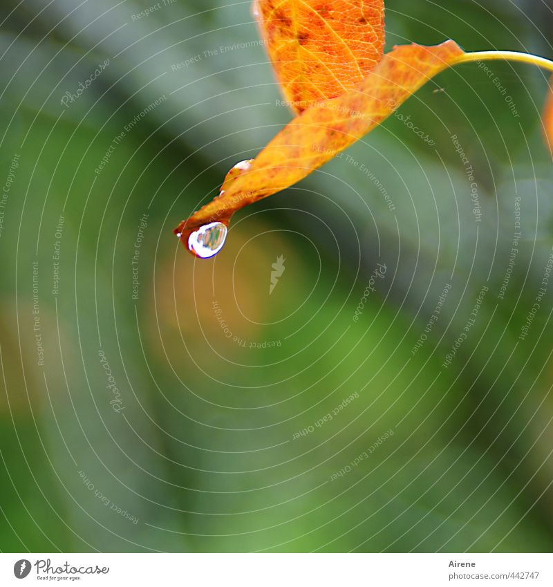 Wie lange noch... Wassertropfen Herbst Regen Blatt Herbstlaub Zeichen Tropfen fallen Flüssigkeit nass natürlich braun gold grün rot Trauer Vergänglichkeit