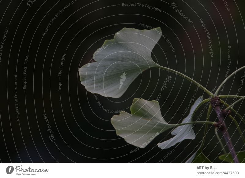 Ginkgozweig Pflanze Menschenleer Natur Baum Farbfoto grünes frün blätter blatt ginkgoblätter ginkgozweig