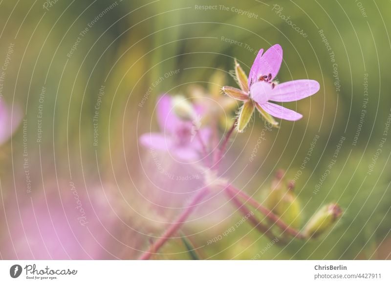 zarte lila Blüte Blume Pflanze Blühend Natur Farbfoto Makroaufnahme Detailaufnahme Nahaufnahme Schwache Tiefenschärfe Garten Sommer Unschärfe Außenaufnahme