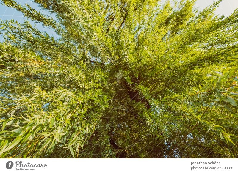 Weide von unten aus Froschperspektive Baum grün Blätter Zweige hängen Grünkraft Natur Zweige u. Äste Umwelt Pflanze Außenaufnahme Menschenleer Farbfoto