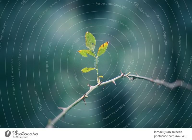 Baumzweig und grüne Blätter Niederlassungen Blatt Natur natürlich Laubwerk texturiert Hintergrund Schönheit Zerbrechlichkeit Frische Frühling Saison