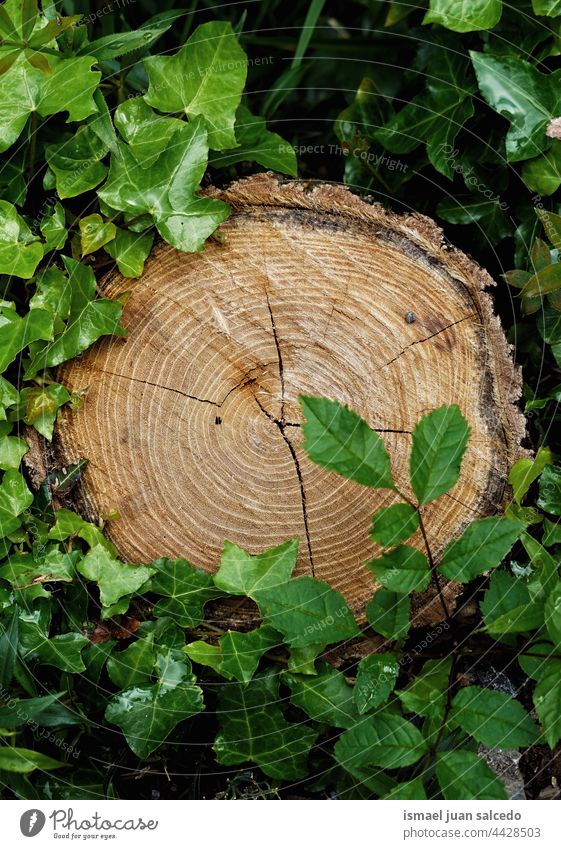 Baumstamm und grüne Blätter Kofferraum Holz Niederlassungen Laubwerk Wald Natur im Freien Hintergrund Herbst Saison texturiert hölzern