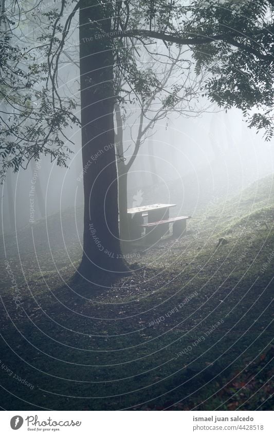 Bank im Vorgarten an nebligen Tagen Baum Wald Berge u. Gebirge Nebel Bäume Winter Wintersaison Winterzeit kalt kalte Tage Wetter Wälder Natur Landschaft