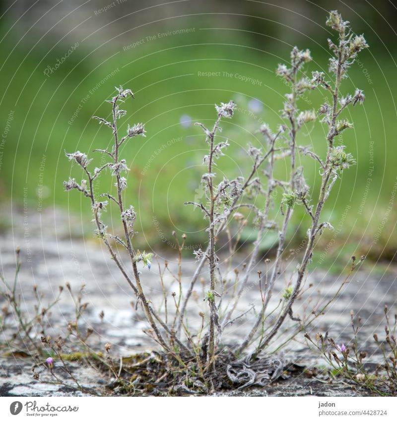 bescheidenes grün. Pflanze Gras Natur Sommer Außenaufnahme Gräser Menschenleer Stein Schönes Wetter Wildpflanze Nahaufnahme Schwache Tiefenschärfe Unschärfe