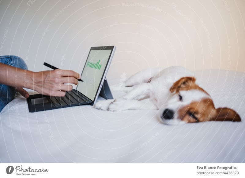 Nahaufnahme einer nicht erkennbaren Frau, die mit dem Computer Finanzdaten bearbeitet. Analysiert Grafiken und Statistiken auf dem Bildschirm. Niedlicher kleiner Hund ruht daneben. Home-Office, Technologie und Business-Konzept