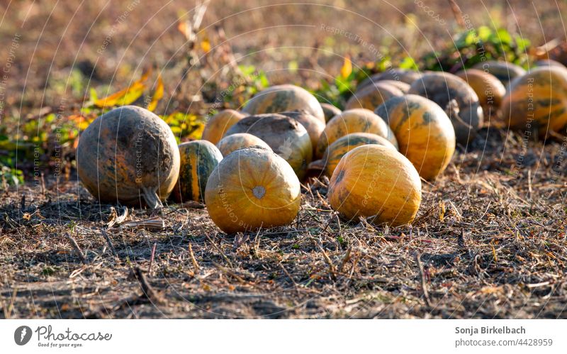 Herbstzeit - Kürbisse in der Abendsonne auf einem Feld liegen zur Ernte bereit - Halloweendekoration Kernöl herbstlich Ackerbau Feldfrüchte gemüseanbau