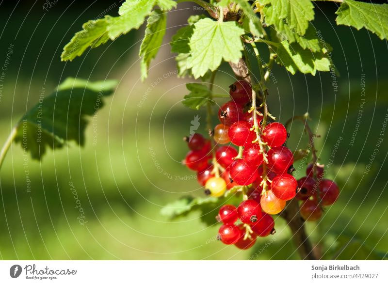 Weisse Ribiseln am Strauch Johannisbeeren Garten Ernte Träuble Meertrübeli Ribiseli Obst Vita inde Nahaufnahme Beeren frisch Sommer lecker Frucht reif gesund