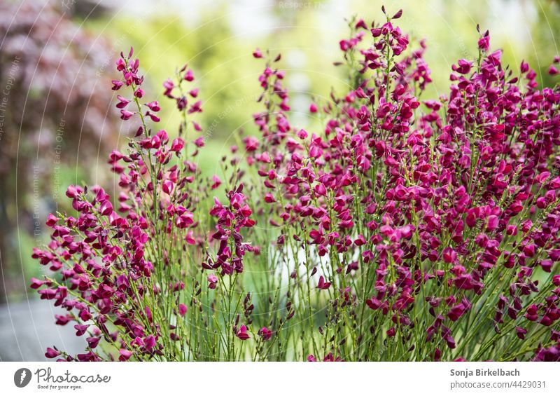 Roter Ginster im Frühling rot Pflanze Garten Gartenpflanze blühen Blüte Natur grün Sommer Nahaufnahme natürlich Außenaufnahme Farbfoto Blühend Gärtner