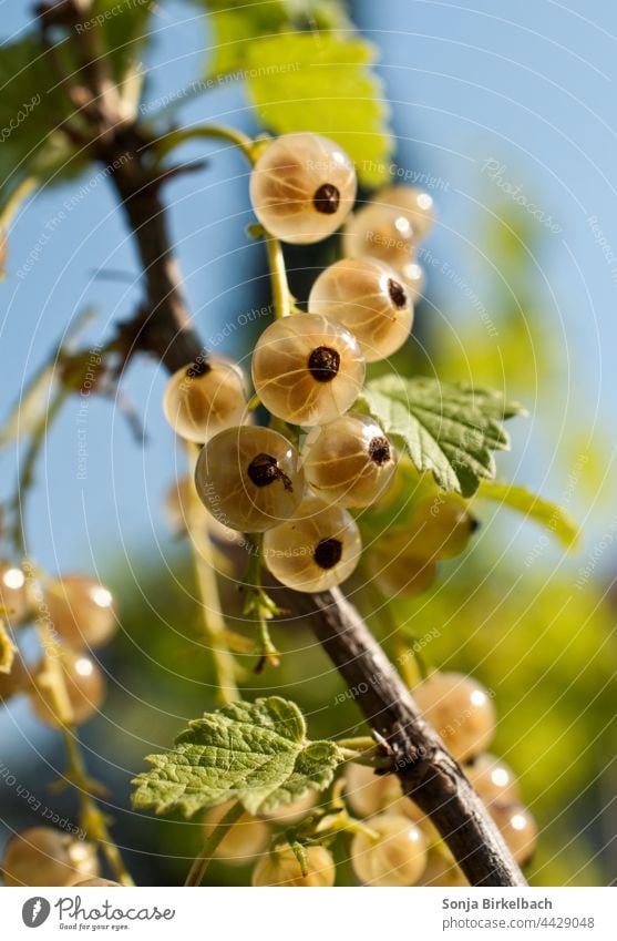 Weisse Ribiseln am Strauch Johannisbeeren weiß Garten Ernte Träuble Meertrübeli Ribiseli Obst Vita inde Nahaufnahme Beeren frisch Sommer lecker Frucht reif