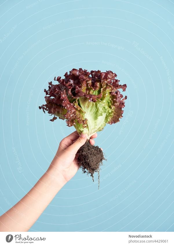 Hand hält einen frischen Salat mit Erde, isoliert auf einem blauen Hintergrund Vegetarische Ernährung grün Gemüse Bioprodukte Innenaufnahme Farbfoto