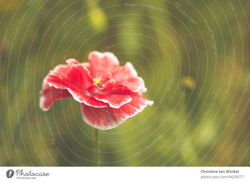 rote Klatschmohn Blüte  / Papaver rhoeas mit feinen weißen Rändern vor ruhigem grünem Hintergrund Mohn Mohnblüte Seidenmohn Frühsommer Sommer Mo(h)ntag blühend