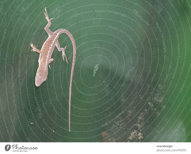 gecko Gecko Tier grün Verkehr exotisch Glas Fensterscheibe