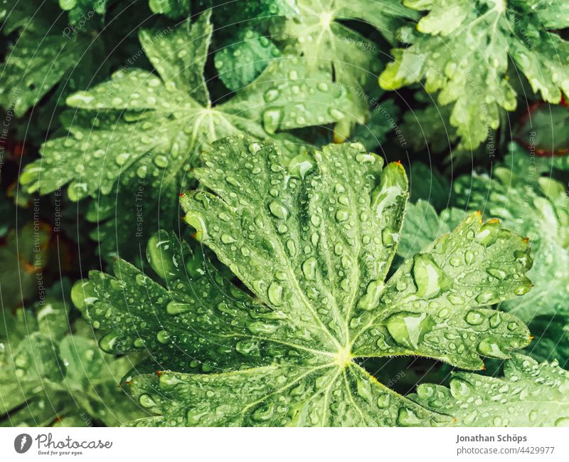 Regentropfen auf grünen Blättern Grünkraft nass makro nah natur Tropfen Wassertropfen Natur Pflanze Nahaufnahme Makroaufnahme Detailaufnahme Garten Wetter Blatt