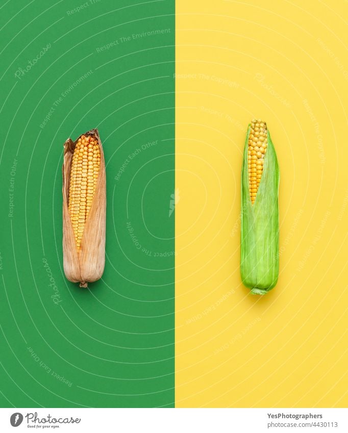 Grüner und trockener Mais in der Draufsicht. Vergleich zwischen grünem und gerissenem Maiskolben. oben Ackerbau Herbst Hintergrund Müsli Wahl Kolben Farbe