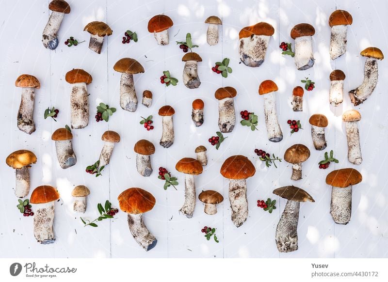 Herbstlicher Hintergrund. Orange Kappe Steinpilze und reife Preiselbeeren auf einem weißen Holzhintergrund. Sammeln von wilden Pilzen in den Wald Muster. Herbsternte von essbaren Waldpilzen und Beeren