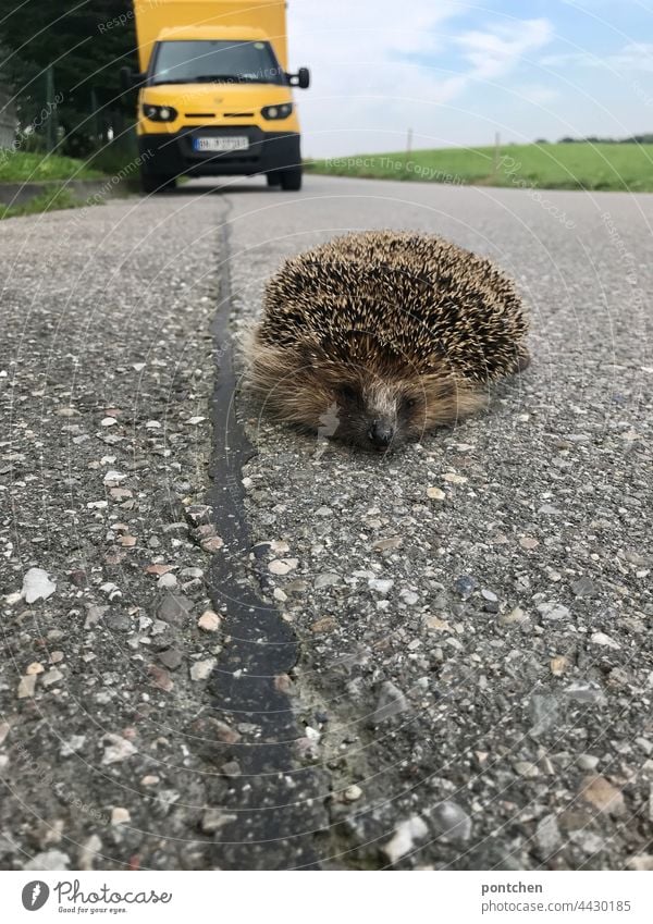 mensch gegen natur. ein toter, überfahrener, igel liegt auf der straße in hintergrund ein postauto wildtier paketzusteller gelb asphalt verkehr