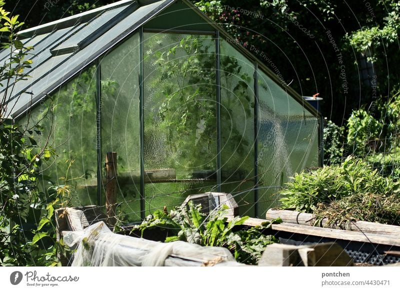 ein Gewächshaus voller grüner Pflanzen. Gemüseanbau, Kleingärtner gewächshaus garten kleingärtner gemüse stauden pflanzen schrebergarten glas natur Bioprodukte