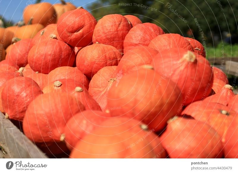 viele kürbisse liegen bereit zum verkauf. hokkaido orange stapel landwirtschaft eigenanbau ernte herbst menge gesunde ernährung bio gemüse frisch Ernährung