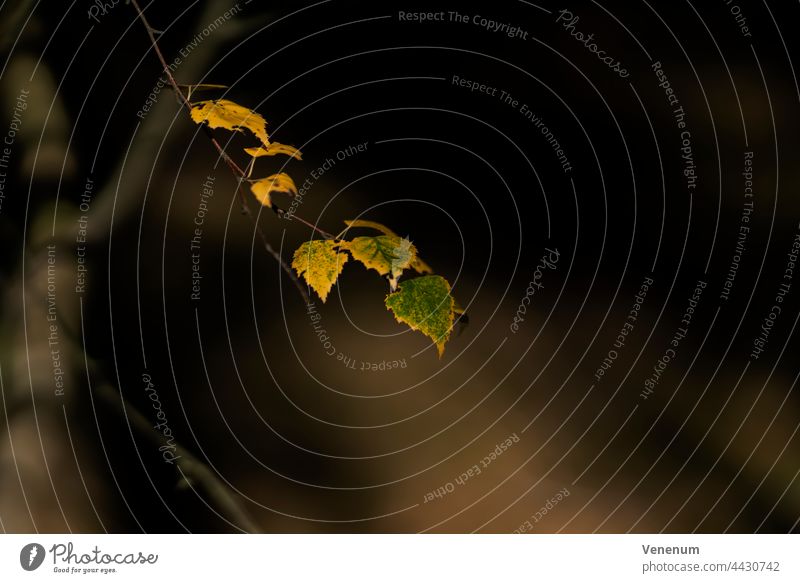 Blätter an einer jungen Birke zu Beginn des Herbstes, geringe Schärfentiefe, schönes weiches Bokeh Baum Bäume Wald Wälder Frühling Sonnenschein Blatt sonnig Ast