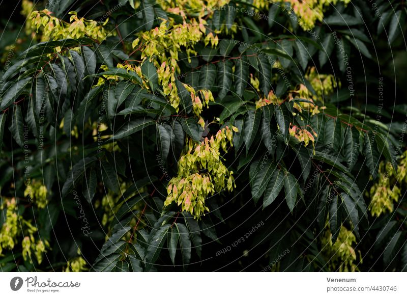 Junger Baum zu Beginn des Herbstes in einem Wald jung Bäume Wälder Frühling Sonnenschein Blatt Blätter sonnig Ast Niederlassungen Natur Deutschland Fotografie