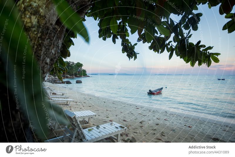 Motorboot an der Sandküste mit Liegestühlen Strand MEER tropisch Sonnenbank Baum Laubwerk exotisch azurblau Resort Chaiselongue Boot Natur Ufer Meeresufer