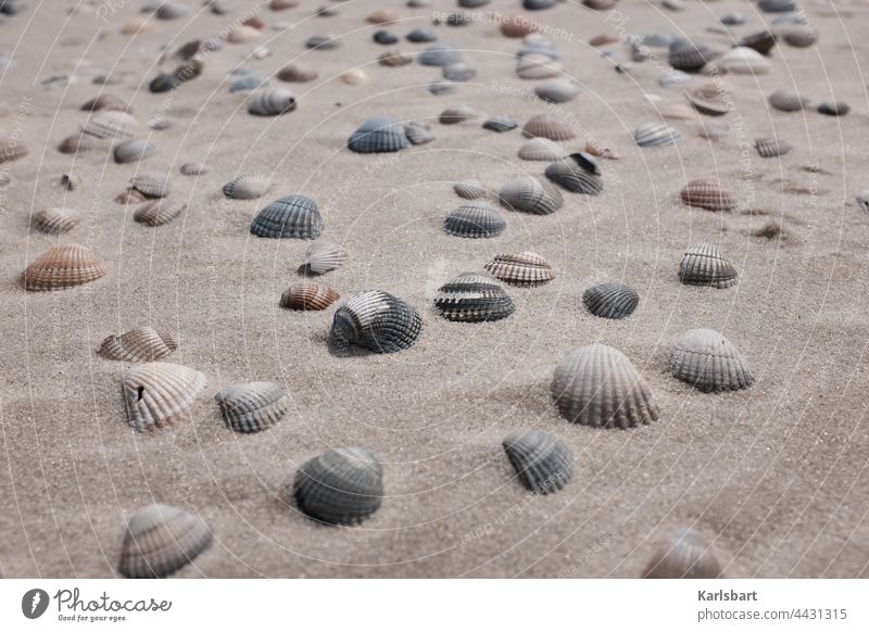 Gemuschel Muschel Strand Meer Ferien & Urlaub & Reisen Natur Sand Küste Tourismus Muscheln Sonne Sommer Landschaft Nordsee Menschenleer Sonnenlicht