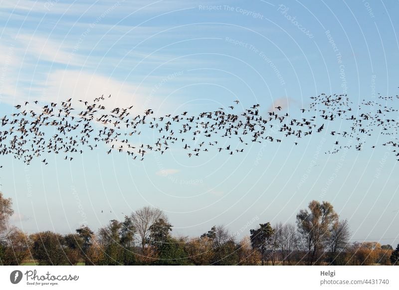 Vogelzug - Unmengen von Wildgänsen fliegen über das Moor Gans Wildgans Graugans Zugvogel viele Menge Himmel Wolken Baum Strauch schönes Wetter Herbst