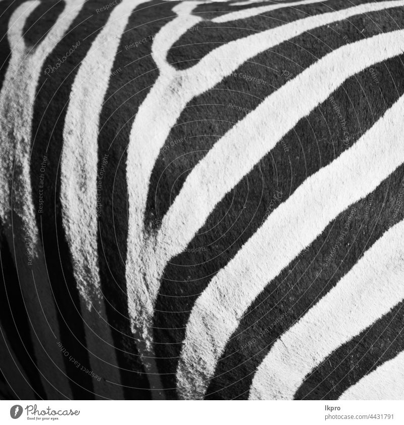 wildes Zebrafell abstrakter Hintergrund Haut Tier Muster Textur drucken weiß schwarz Fell Natur Tierwelt Afrika Safari streifen Afrikanisch Design gestreift