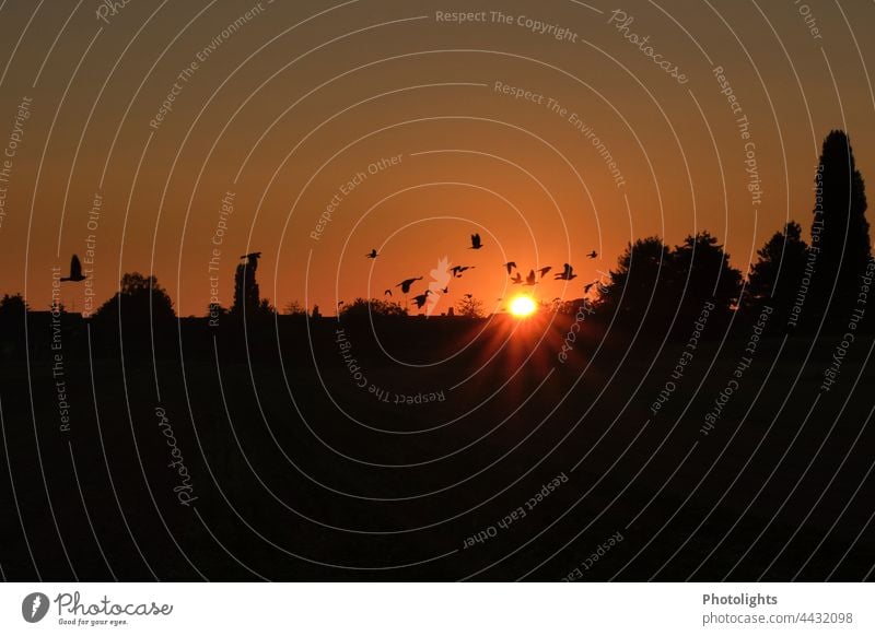 Vogelschwarm bei Sonnenaufgang Morgen Vögel fliegen Schwarm Himmel Natur Tier Wildtier Tiergruppe Außenaufnahme Freiheit Umwelt Vogelflug Menschenleer Bewegung