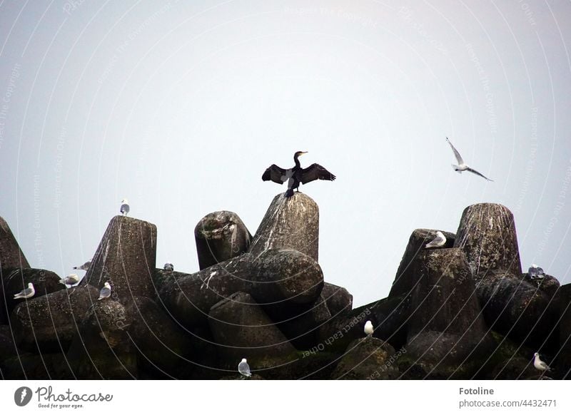 Tetrapoden ragen in den Himmel der Düne Helgoland und dienen Seevögeln wie Kormoranen und Möwen als Pausenplatz. Außenaufnahme Farbfoto Menschenleer Tag