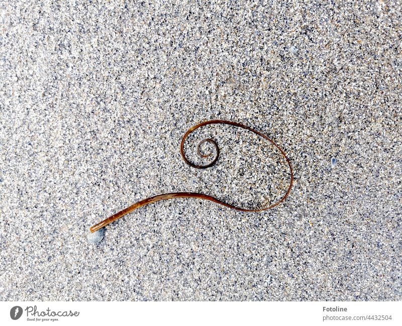 Die Natur ist ein Künstler. Eine Welle spülte eine Alge in dieser Form an. Welch schöner Kringel! Sand Strandsand Algen Außenaufnahme geschwungen braun grau