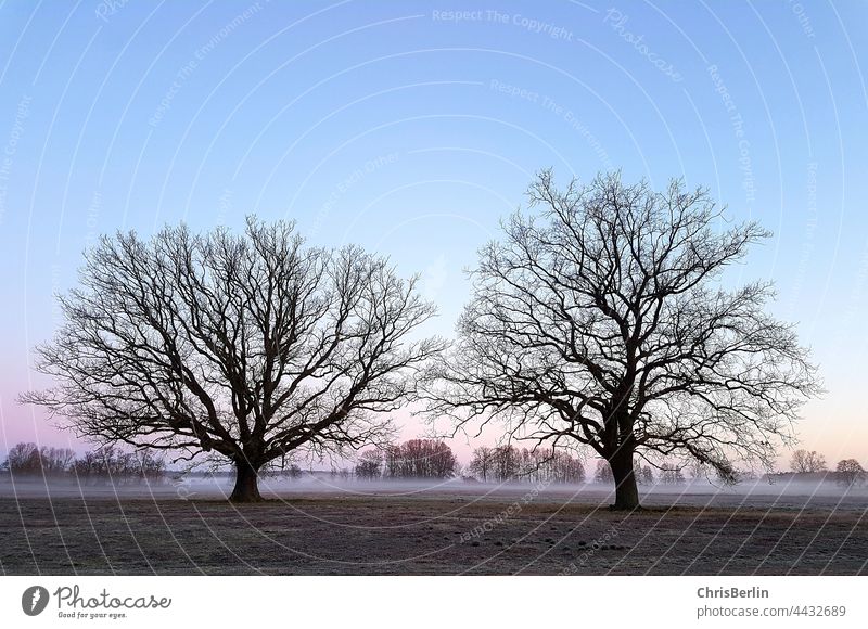 Herbstmorgen mit Nebel und Bäumen Baum Natur Nebelschleier Außenaufnahme Menschenleer Landschaft Farbfoto Nebelstimmung Morgendämmerung Morgennebel