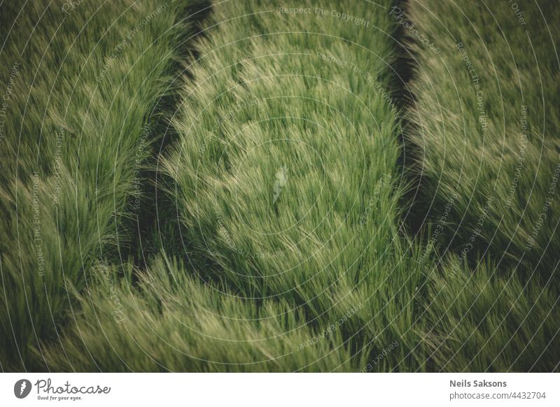 Junge grüne Weizensetzlinge, die in der Erde auf einem Feld wachsen. Nahaufnahme von sprießendem Roggen auf einem Feld. Sprossen von Roggen. Sprossen von junger Gerste oder Weizen, die im Boden gekeimt sind. Abdrücke von Traktorreifen