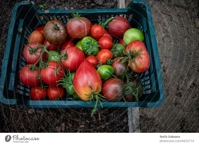 frische reife und unreife grüne und rote große und Kirschtomaten aus eigenem Gewächshaus. Die Ernte wird geerntet und in Plastikkisten gesammelt. Gesundes Gemüse ohne chemische Zusätze. Bio-Lebensmittel