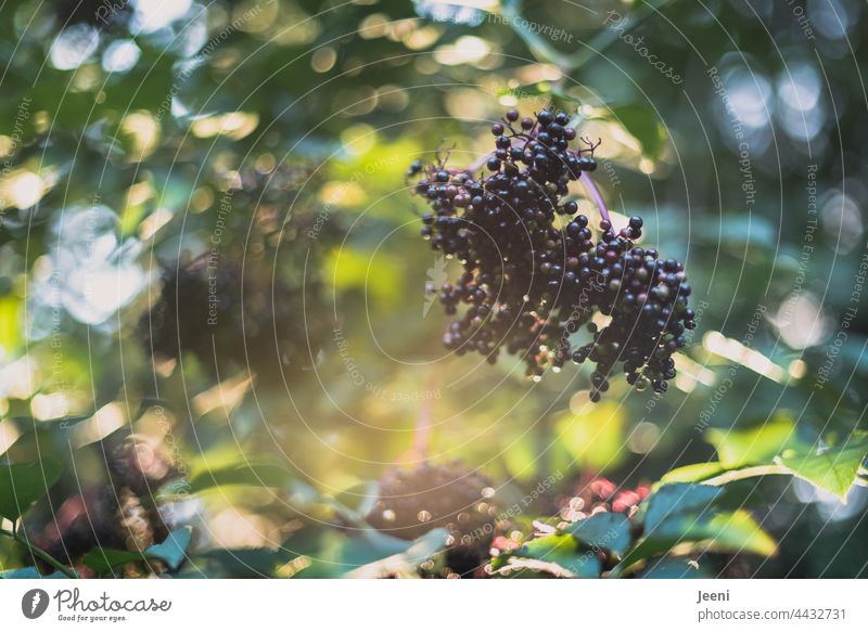 Holunderbeeren im Garten Holunderbusch Holundersaft Fliederbeeren Pflanze Natur grün Frucht natürlich Beeren Sommer Herbst frisch Gesundheit reif Lebensmittel