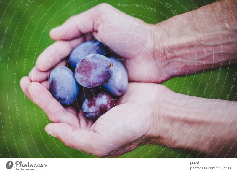 Pflaumenernte Zwetschgen Hand halten Ernte Erntedankfest ernten Erntezeit Ernährung Gesundheit gesund frisch Garten reif Obstgarten lecker Sommer Herbst Frucht