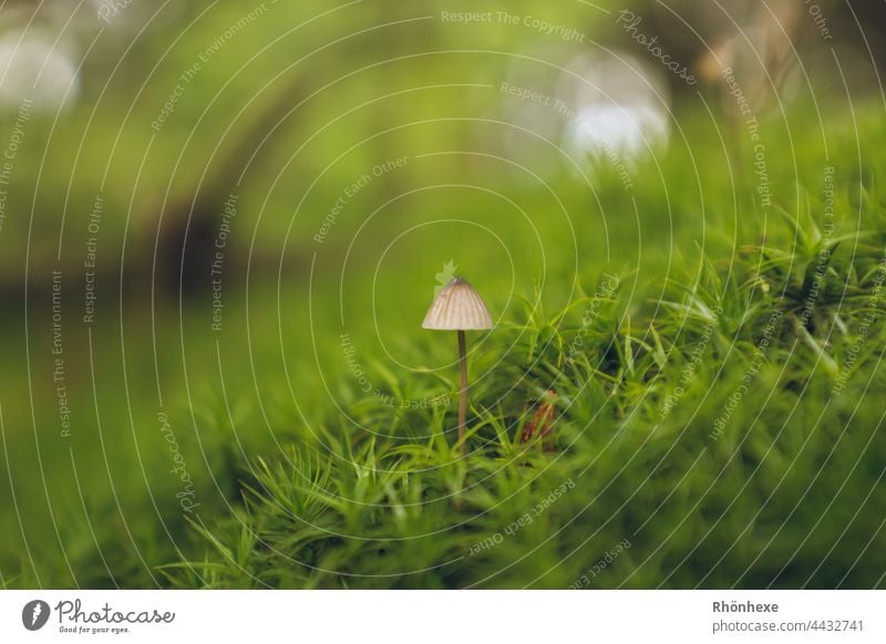 Mini Pilz in grünen Moos Natur Farbfoto Menschenleer Außenaufnahme Pflanze Moosteppich Waldboden Nahaufnahme Tag Makroaufnahme Schwache Tiefenschärfe Wachstum