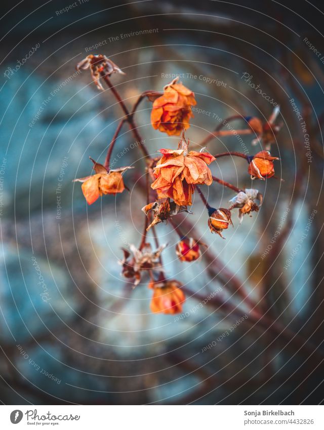 Im Tode noch so schön Rosen verwelkt Winter Strauch Farben Friedhof Stille Menschenleer Traurigkeit Farbfoto Natur Tag Vergänglichkeit Gedeckte Farben dunkel