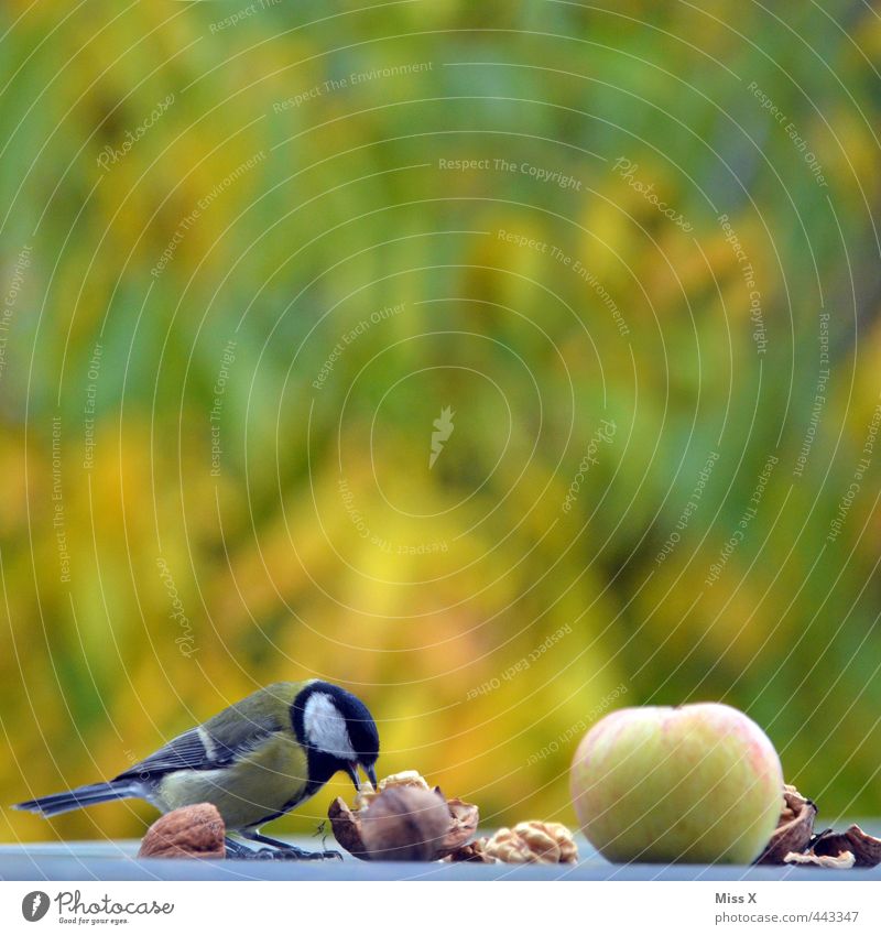 Meise Frucht Apfel Essen Garten Wildtier Vogel 1 Tier Fressen lecker Appetit & Hunger Vogelfutter Nuss Walnuss entwenden Meisen Kohlmeise Futterplatz