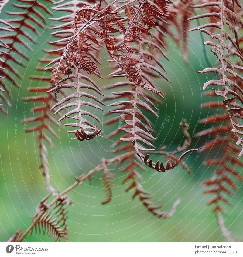 braune Farnblätter in der Herbstzeit Wurmfarn Pflanze Blatt Blätter abstrakt Textur texturiert Garten geblümt Natur dekorativ im Freien Zerbrechlichkeit