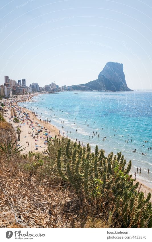 Kaktus vor Sandstrand mit Touristen für Freizeit entlang der Küste von Calpe, Costa Blanca, Spanien Strand MEER Antenne Wasser Sommer Natur Menge ifach Felsen