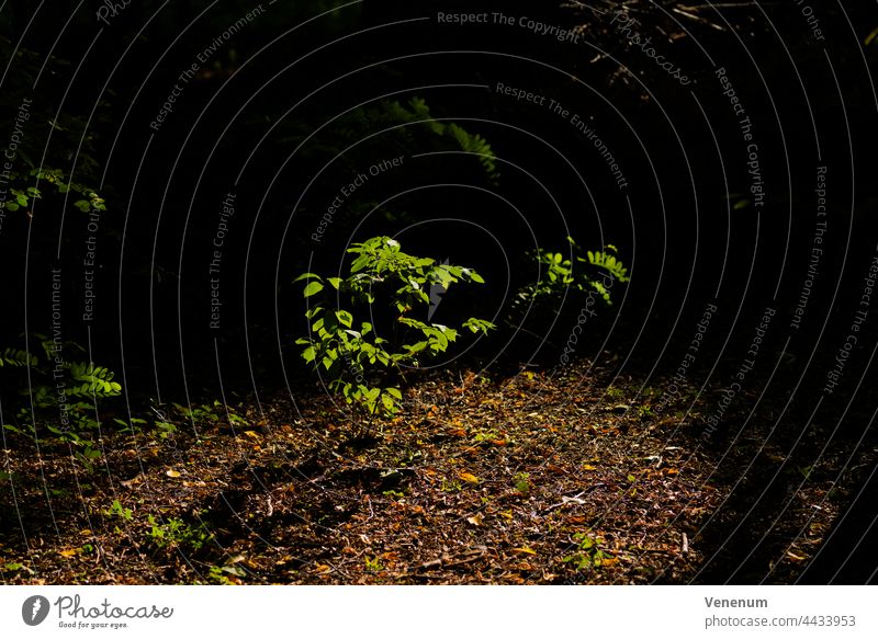 ein junger Baum im Wald, beleuchtet vom Sonnenlicht, das durch die Baumkronen scheint Bäume Wälder Frühling Sonnenschein Blatt Blätter sonnig Ast